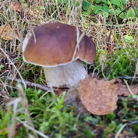 Debowisko