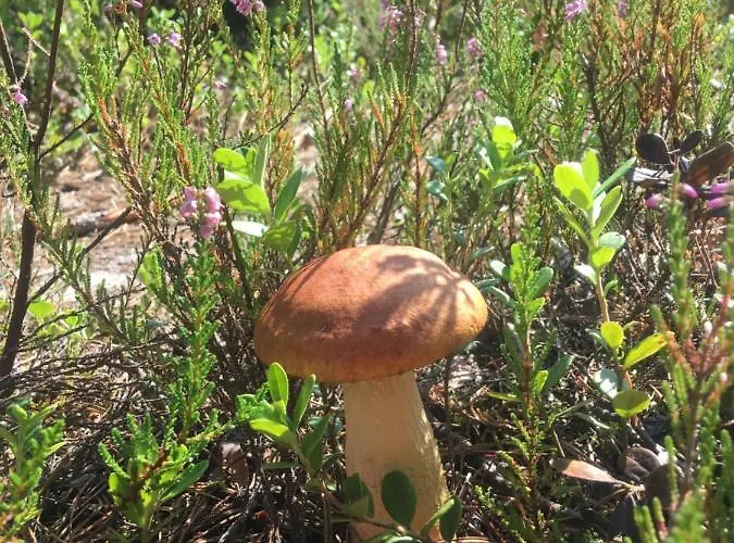 Debowisko Semesterbostad